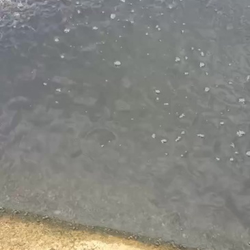 黄颡鱼苗350尾一斤
