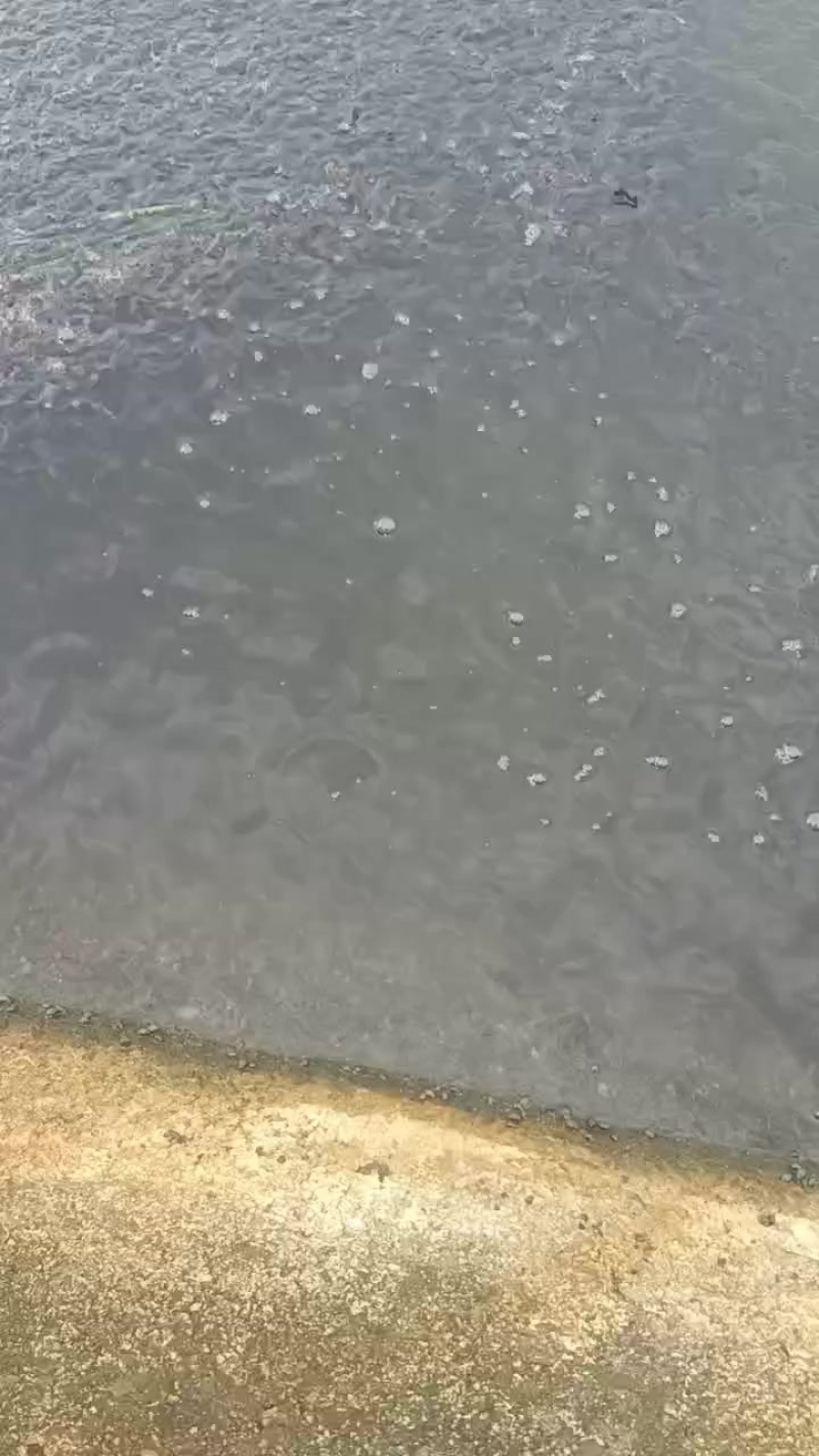 黄颡鱼苗350尾一斤