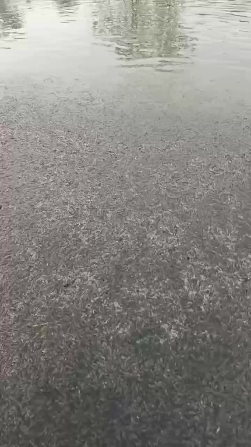 黄颡鱼苗350尾一斤