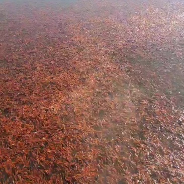 小红草