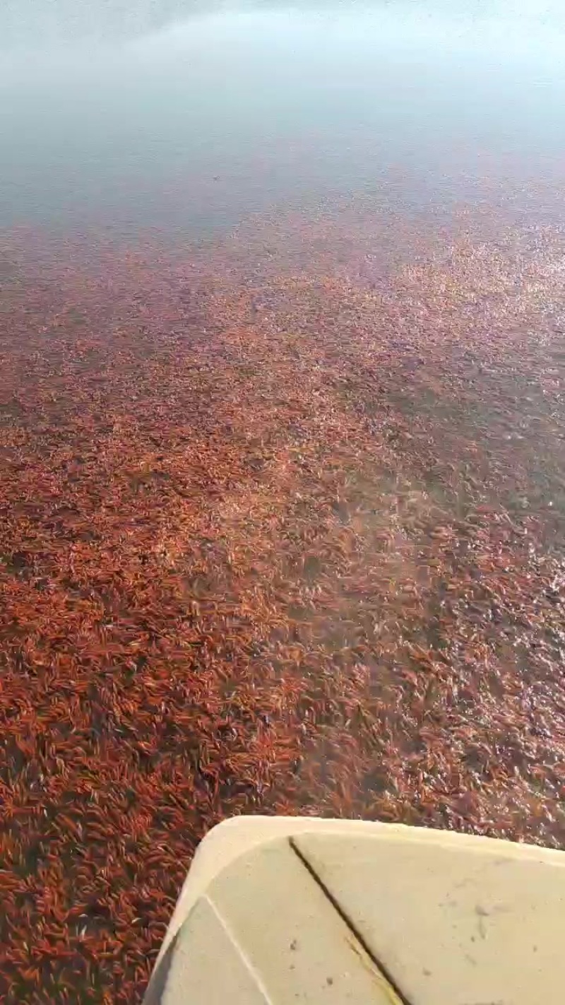 小红草
