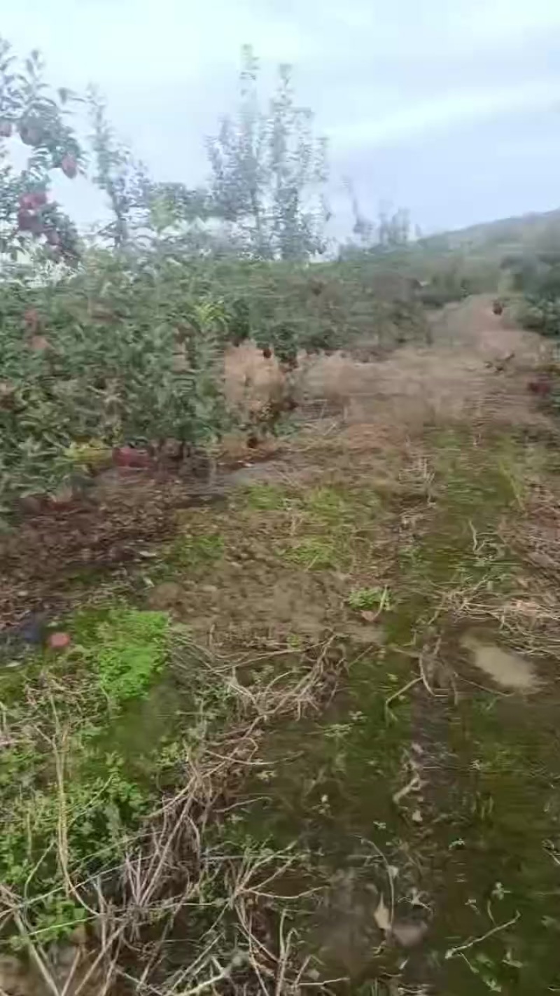 花牛苹果开始了