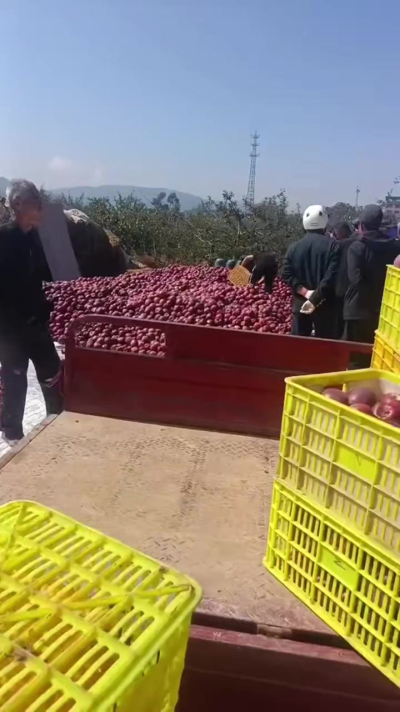 花牛苹果开始了
