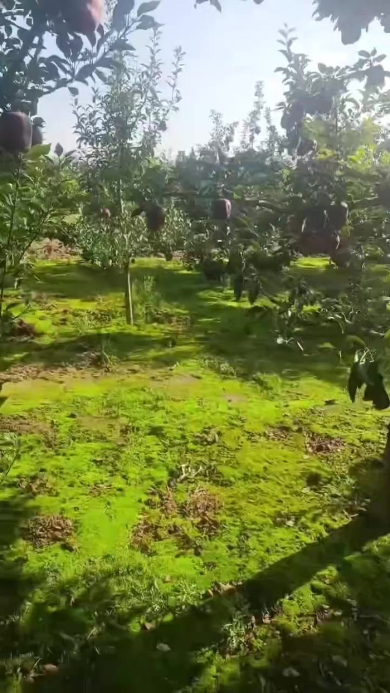 花牛苹果开始了