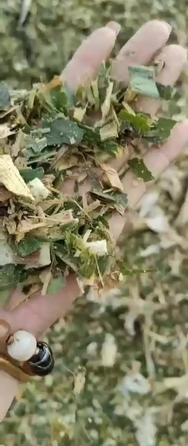 青储优质饲料牛羊用优质青储