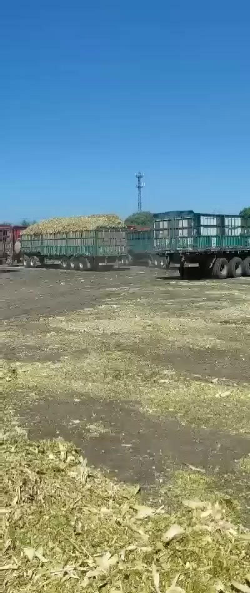 青储优质饲料牛羊用优质青储