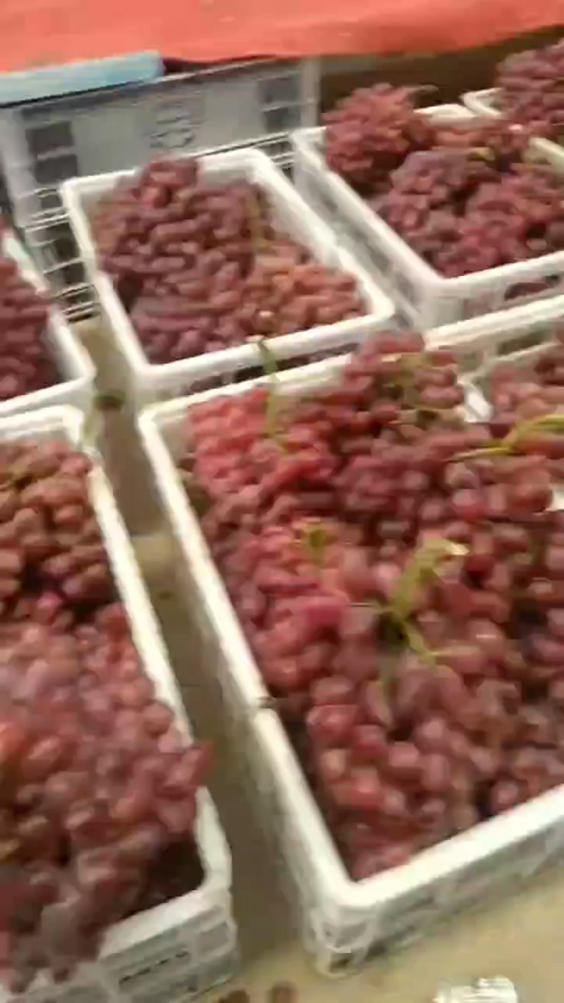 山西永济克伦生无核葡萄大量上市