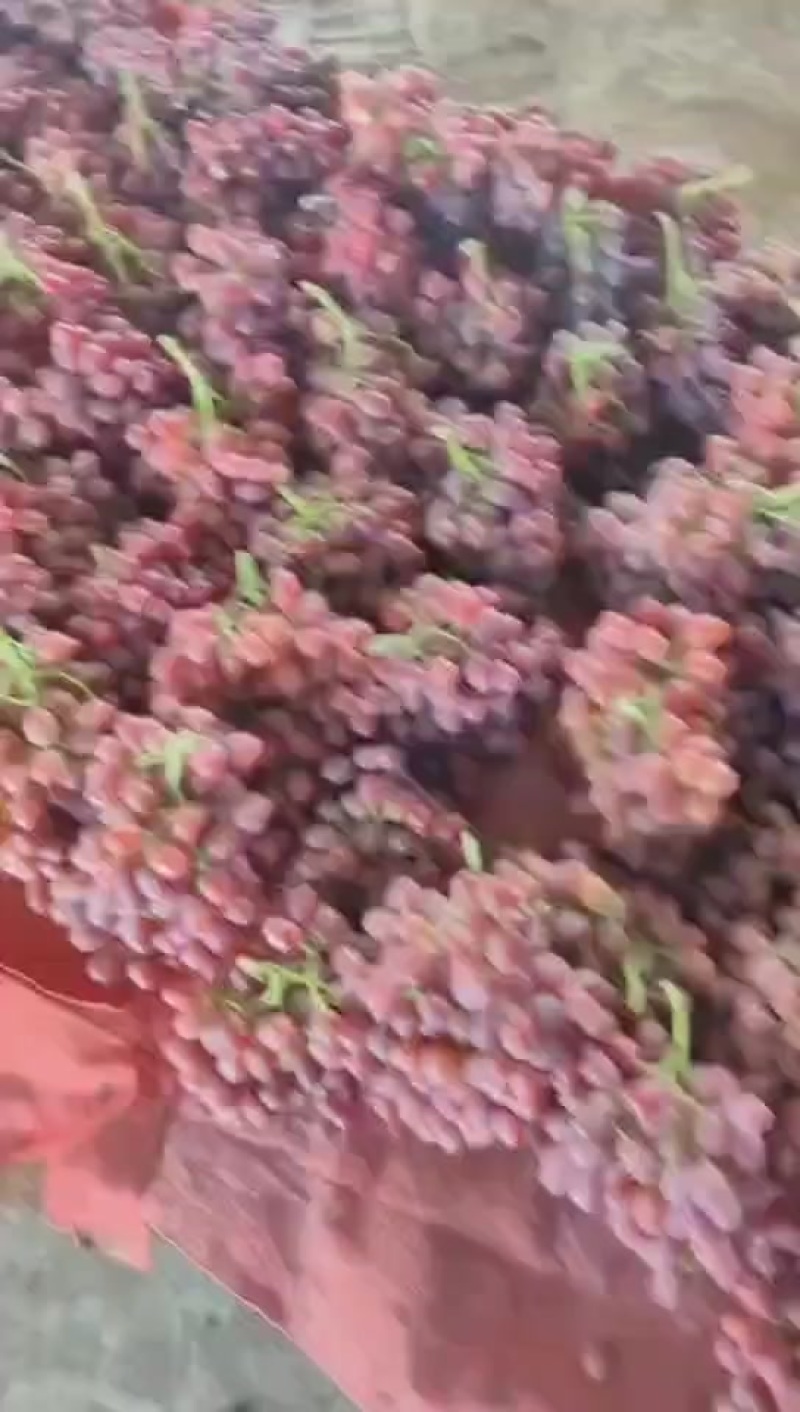 山西永济克伦生无核葡萄大量上市
