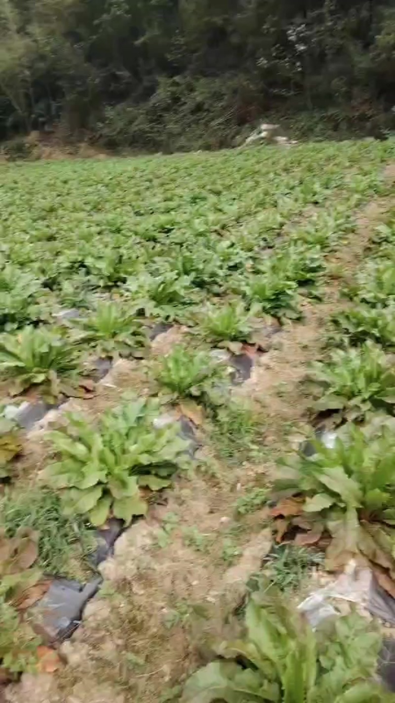 食叶草鲜草