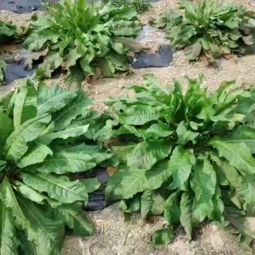 食叶草鲜草
