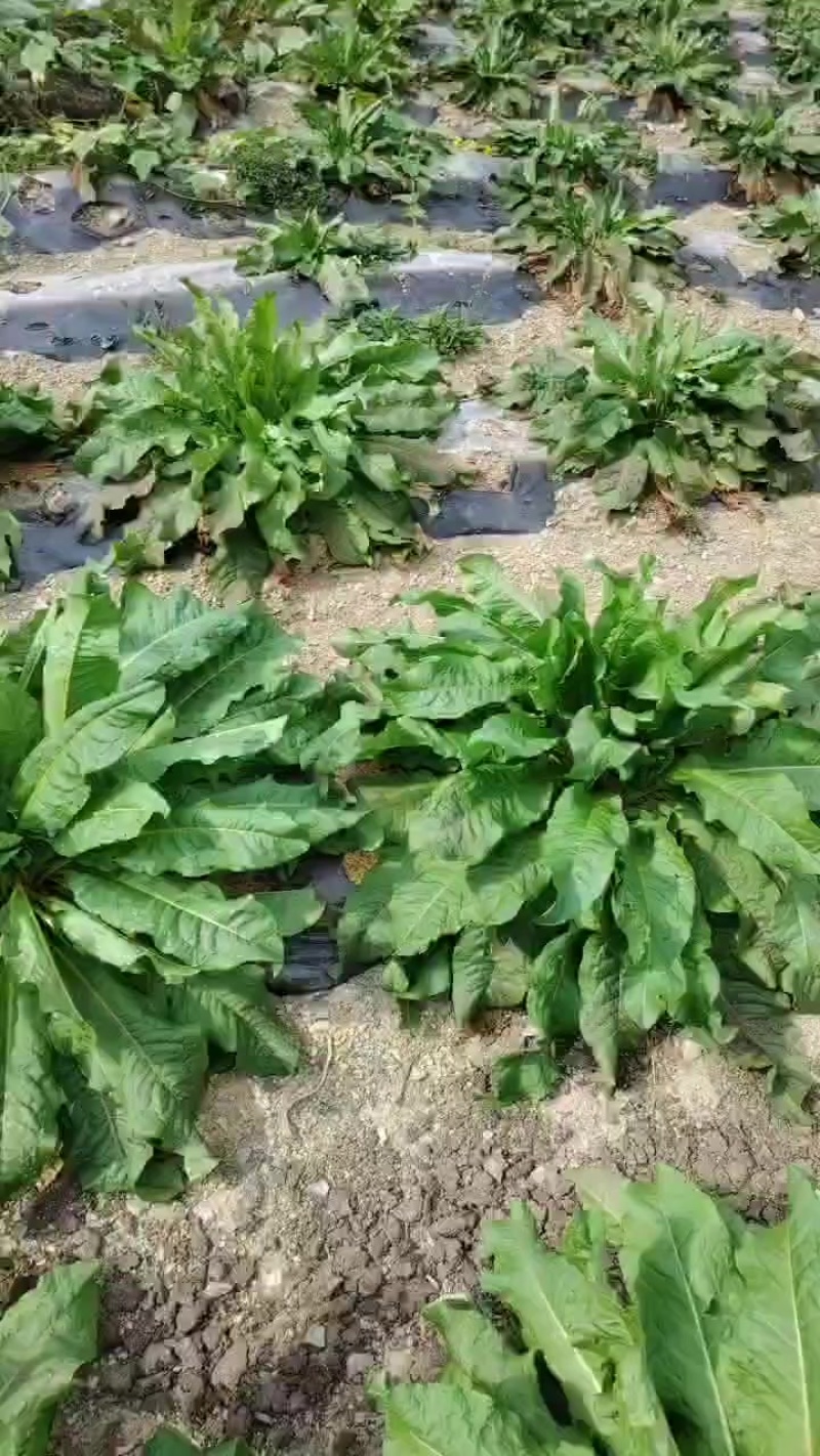 食叶草鲜草