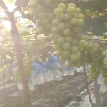 江苏省南通市大棚阳光玫瑰大量现货