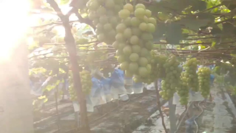 江苏省南通市大棚阳光玫瑰大量现货