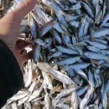 生晒白条，精品猫粮