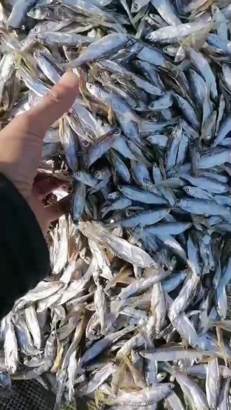 生晒白条，精品猫粮