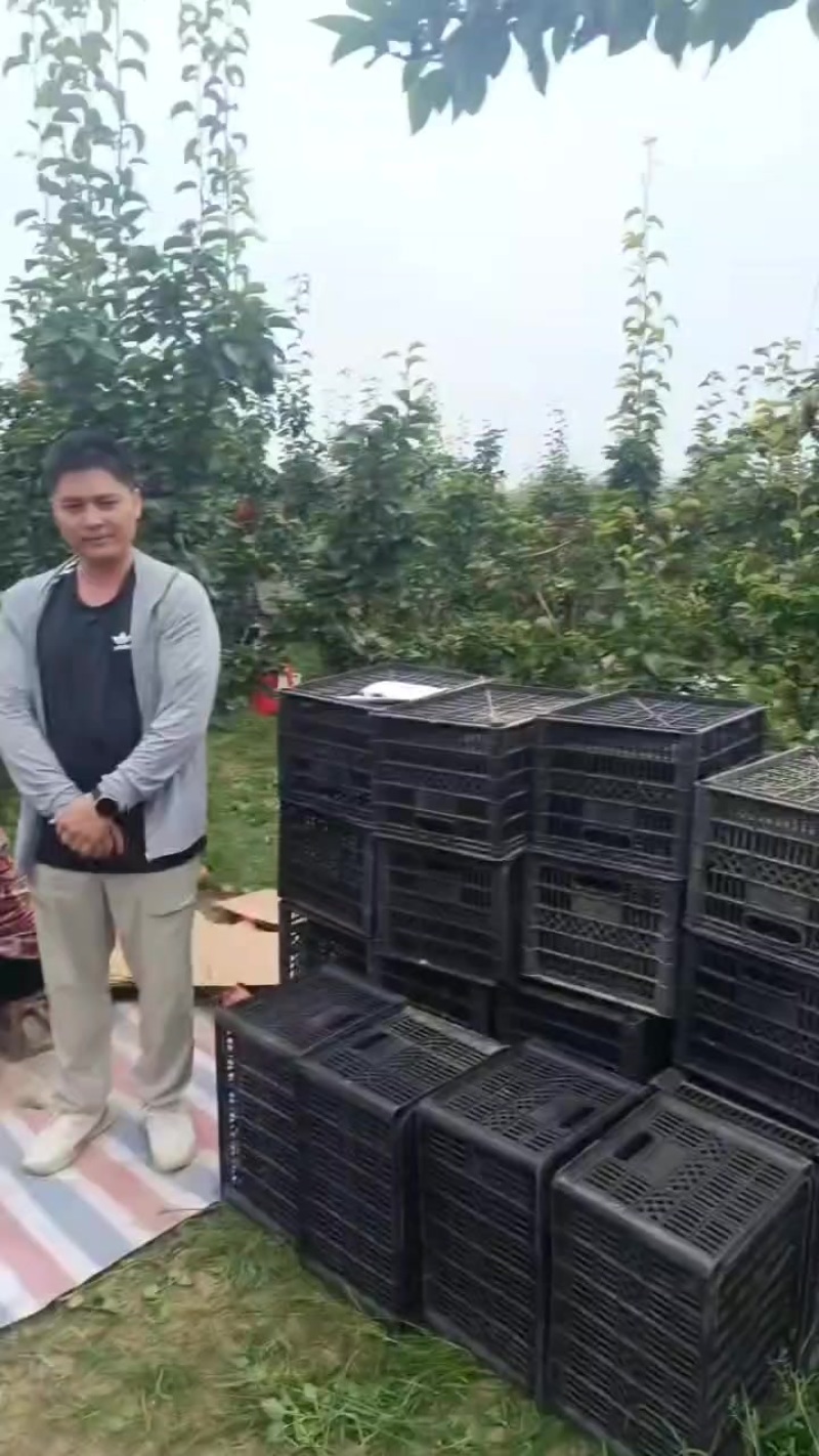 纸袋晚秋黄梨