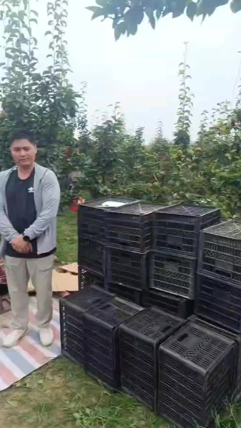 纸袋晚秋黄梨
