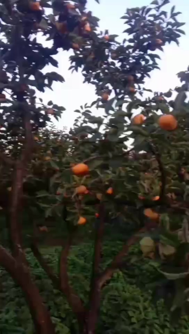 正宗保山脆柿，原产地发货，质量有保障