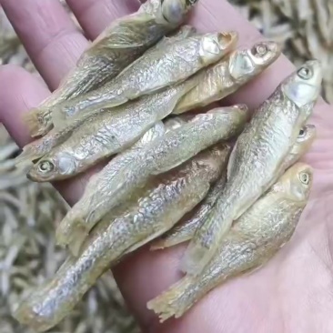 水煮麦穗鱼，十成干