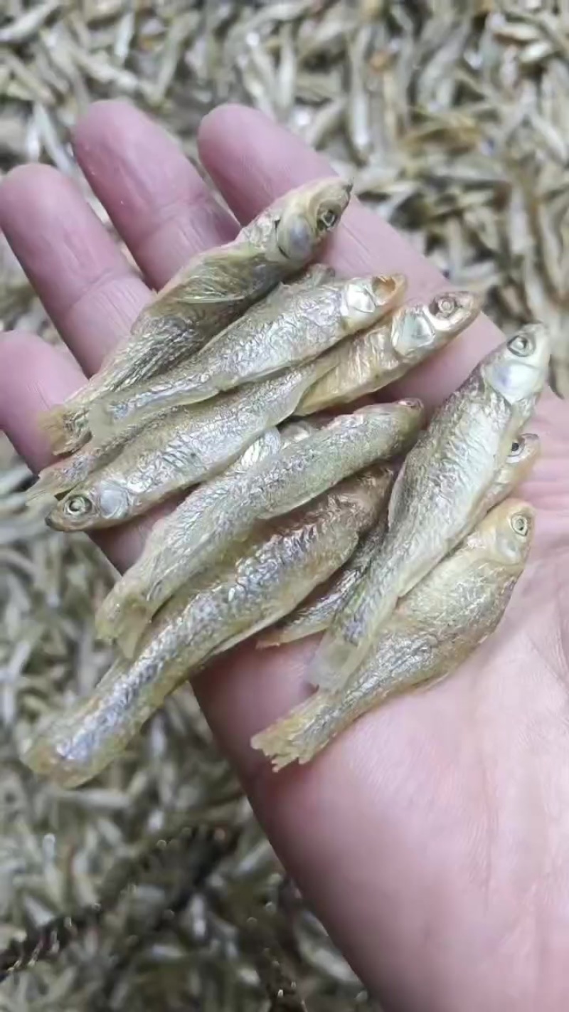 水煮麦穗鱼，十成干