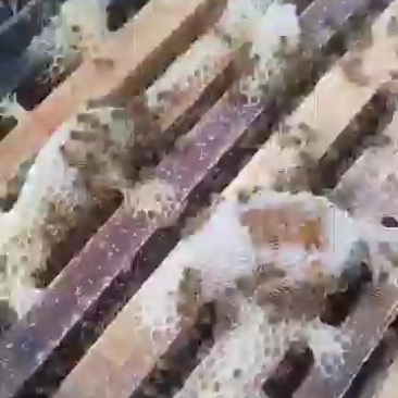 宜丰县纯正土蜂蜜，源自自然，健康美味！