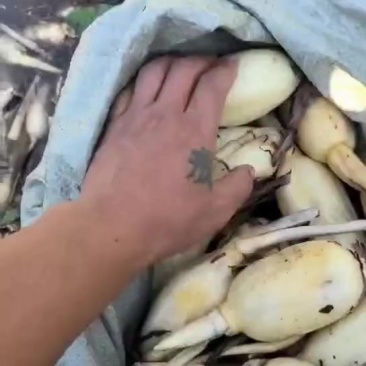 精品藕头