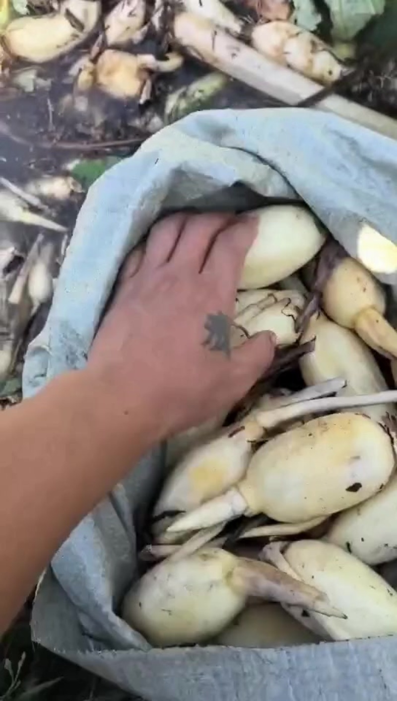 精品藕头