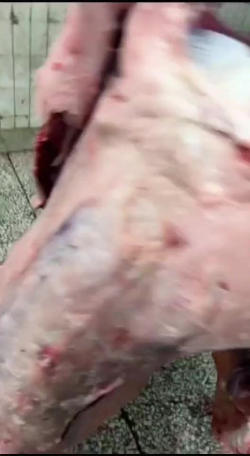 牛肉，整头分体肉，品质好货，放心肉，欢迎来电订购