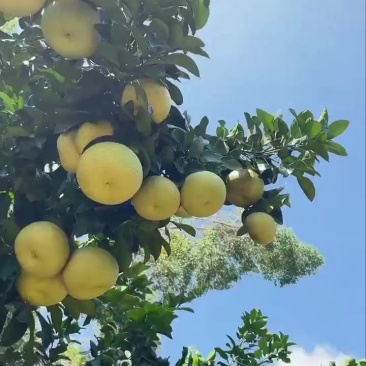 度尾文旦柚电商直播老板一件代发