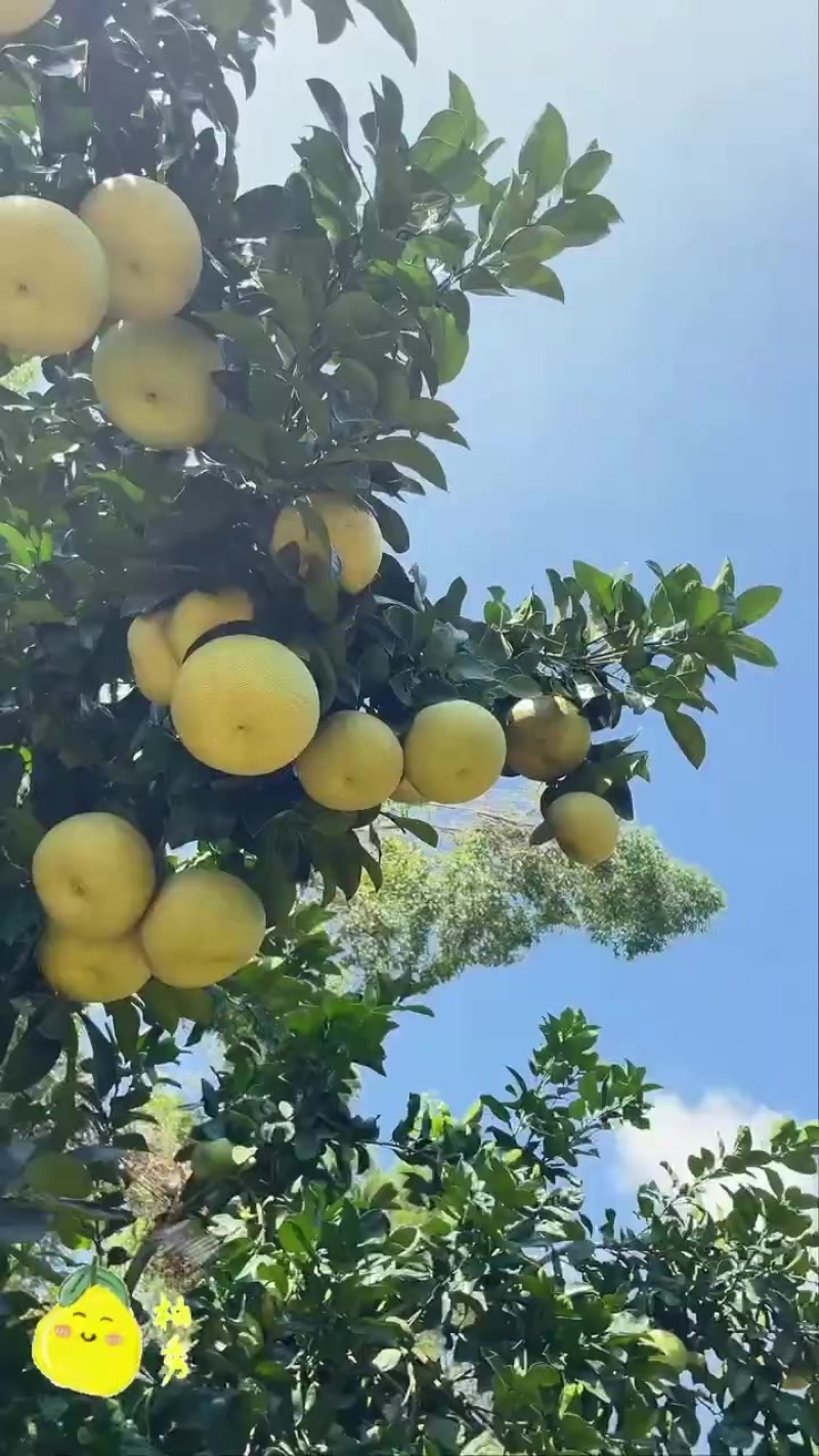 度尾文旦柚电商直播老板一件代发