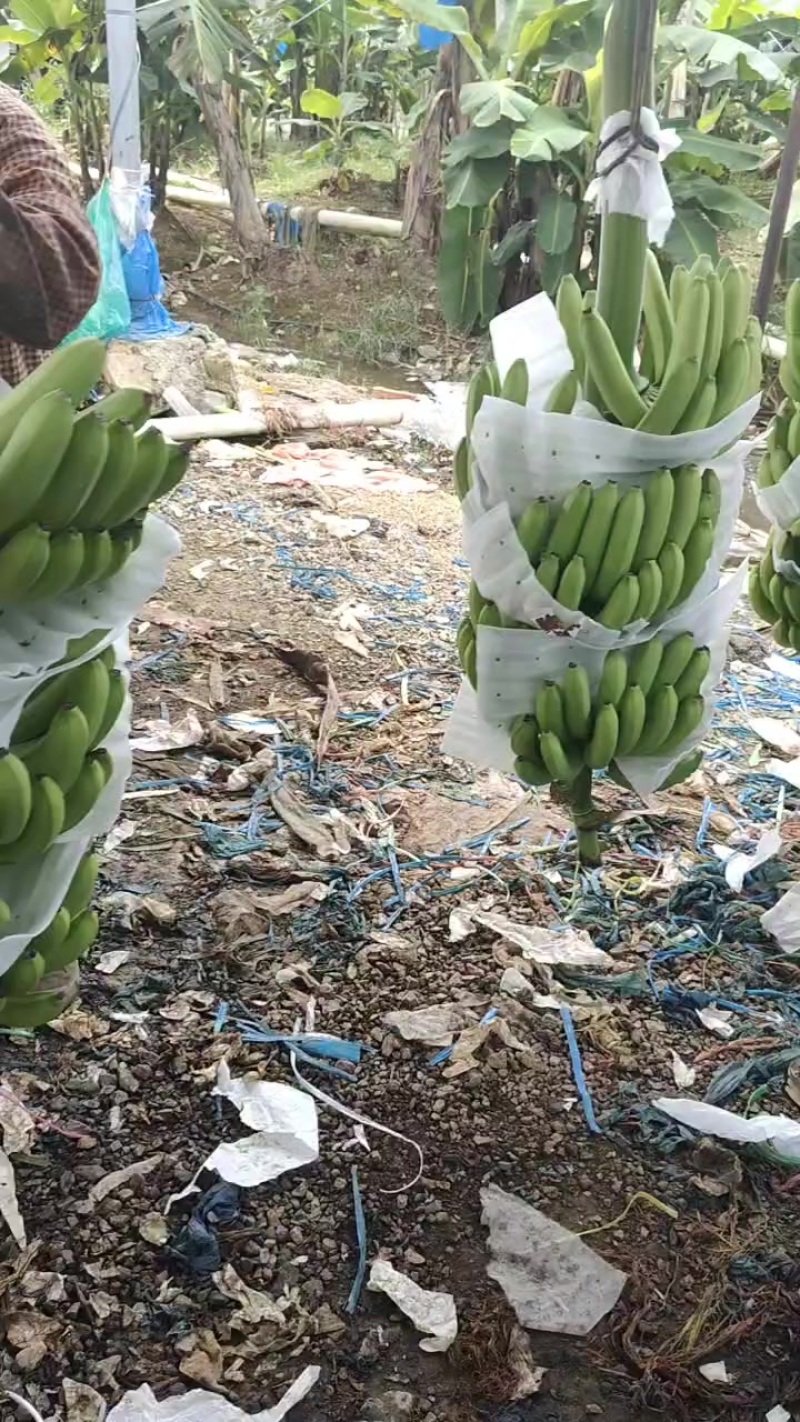 6万亩巴西香蕉基地巴西蕉开园了，量大价优欢迎咨询