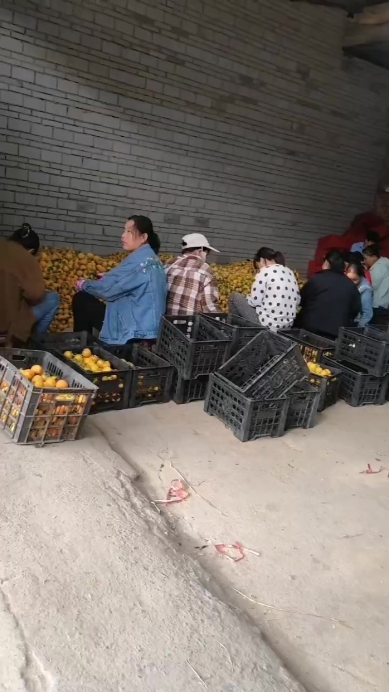 河南灵宝豫西吊红和竹竹，鸡心柿子大量上市
