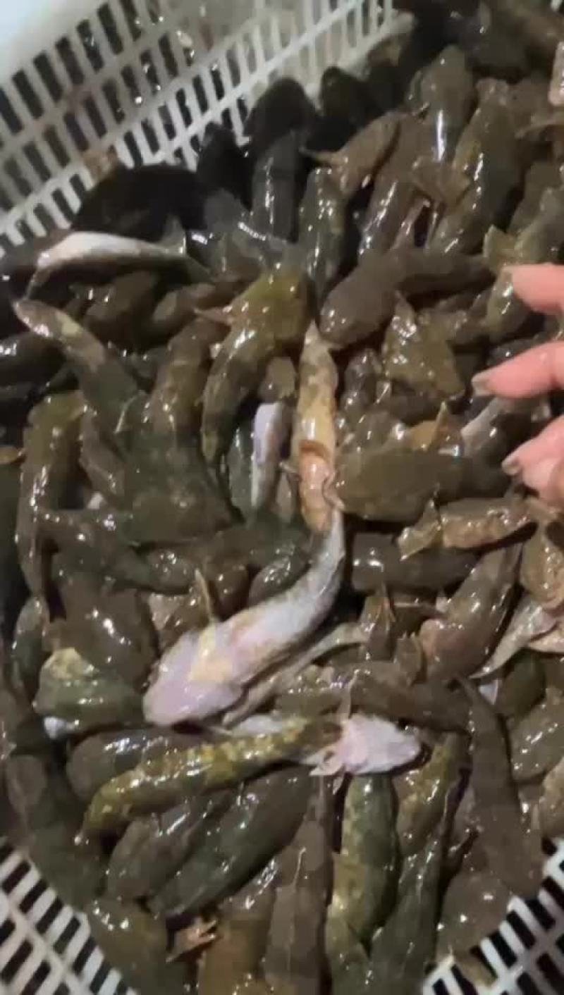 沙塘鳢
