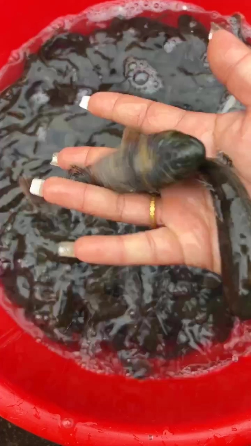 沙塘鳢