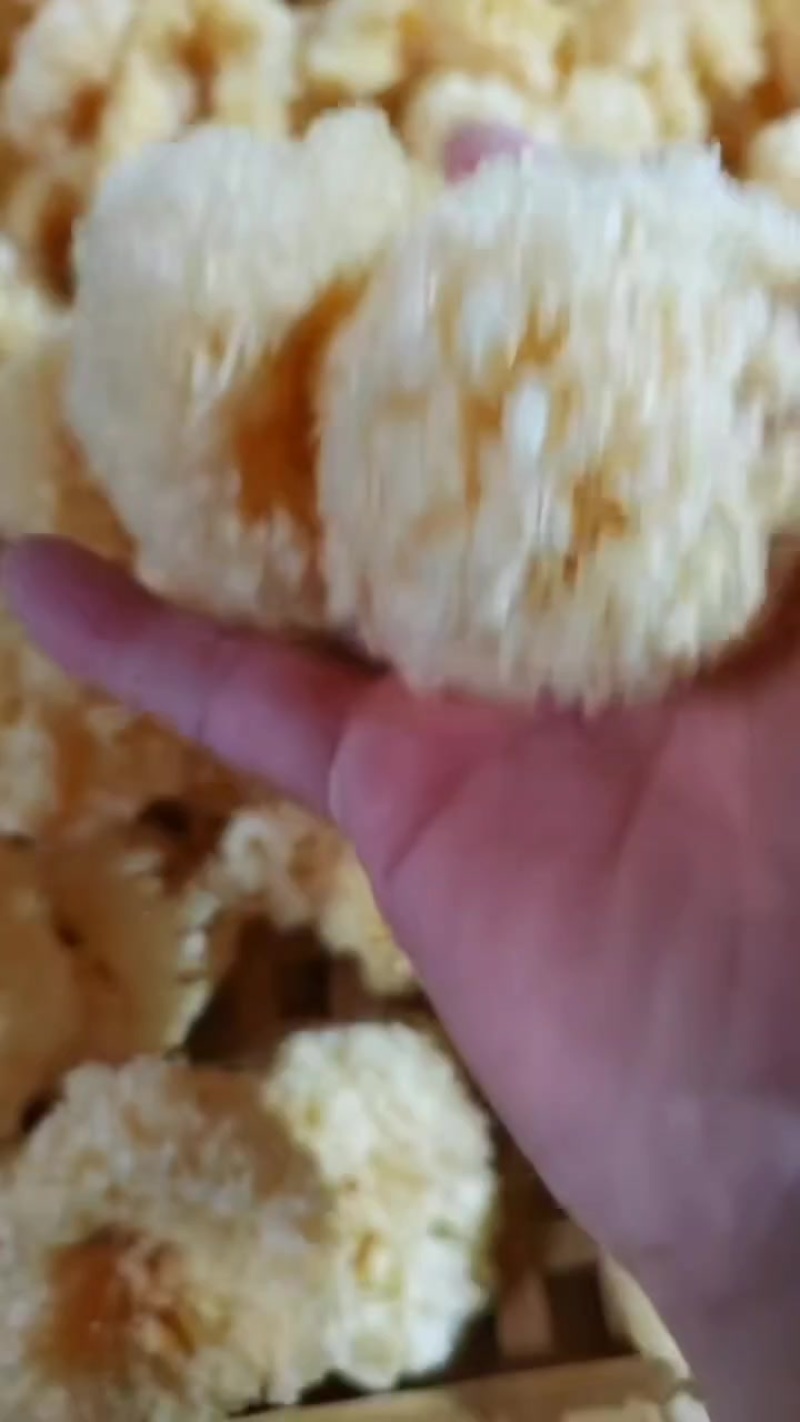 福建省古田县食用菌之都