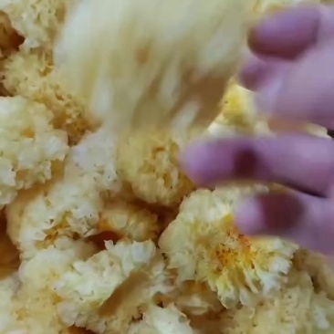 福建省古田县食用菌之都
