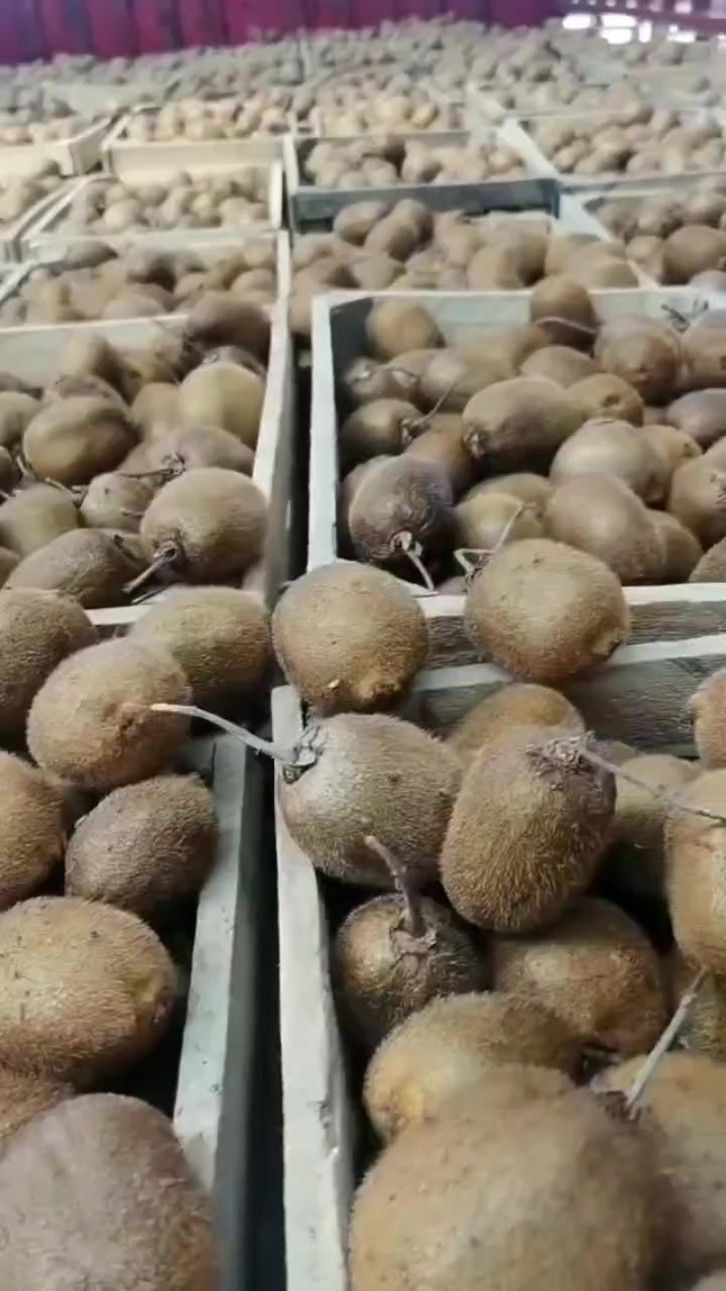 酿酒猕猴桃