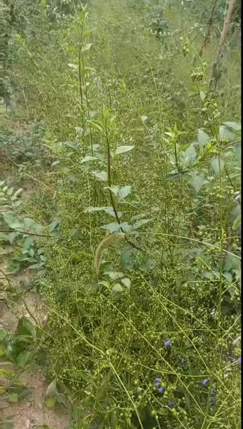 南沙参种子
