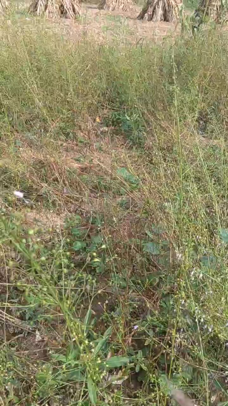 南沙参种子