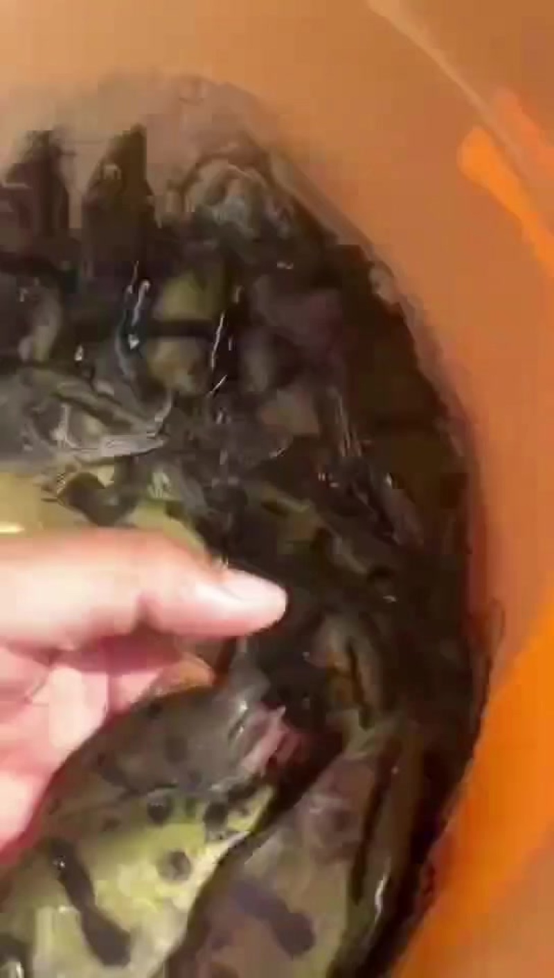 桂鱼