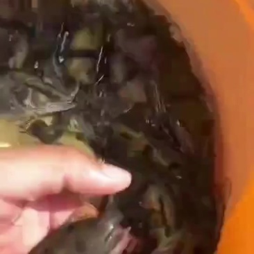 桂鱼