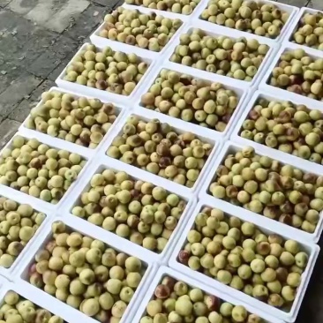 沾化冬枣