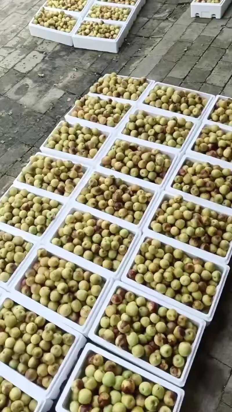 沾化冬枣