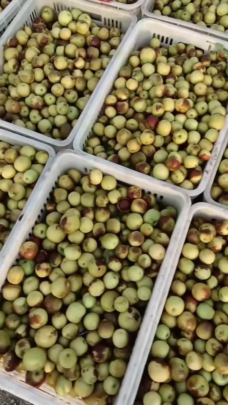 沾化冬枣