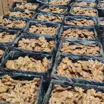 生姜