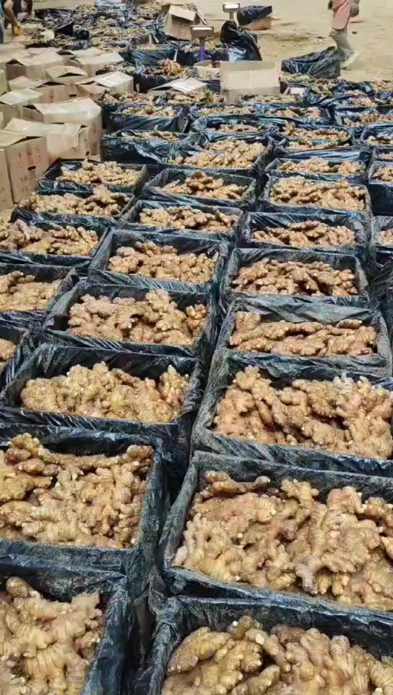 生姜