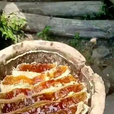 四川高山蜂蜜，无任何添加剂，纯原味。10斤起送，需要的联系