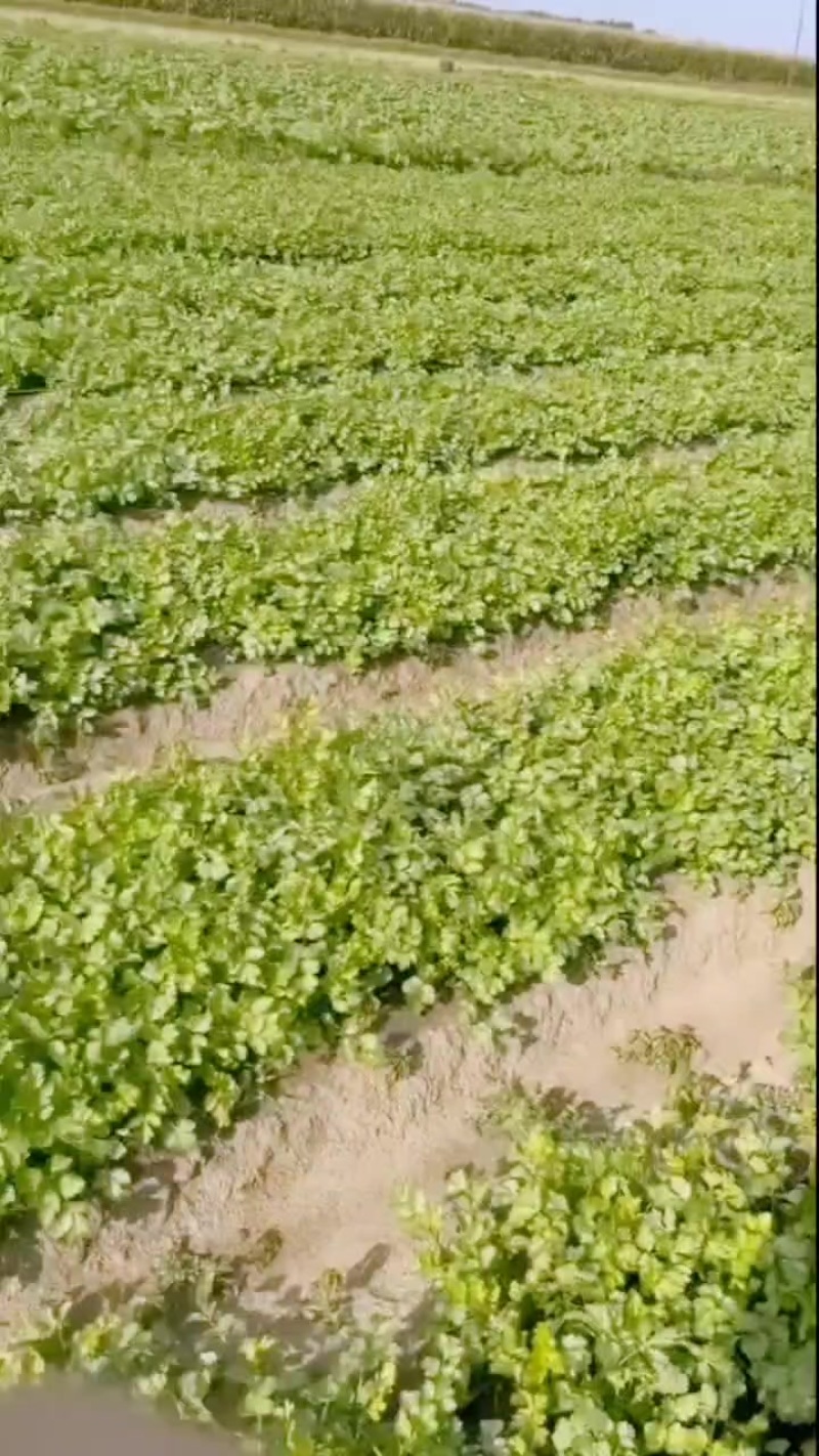 香菜大量有货
