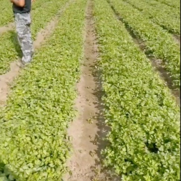 香菜大量有货