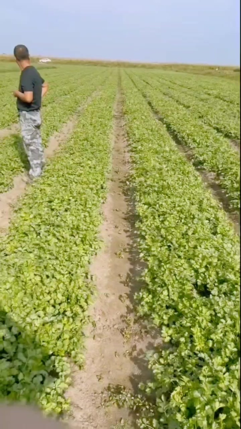 香菜大量有货